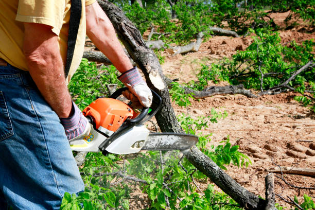  , USA Tree Care Services Pros